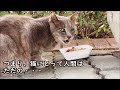 【猫のほのぼの話】人間にとって猫は愛すべきパートナー。猫にとって人間は・・・ 猫の話で野良猫支援