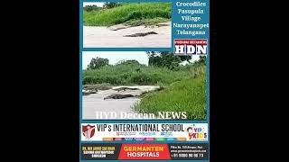 Crocodiles can be seen on the Rocks in the Krishna River near Pasupula Village of Makhtal Mandal