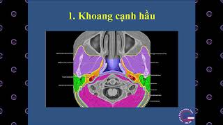 #01 Giải phẫu phân khoang vùng đầu - cổ, Ths. Bs. Nguyễn Anh Huy, BV ung bướu TPHCM