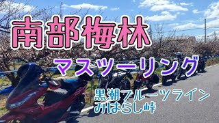 【和歌山】南部梅林 一目百万、香り十里【マスツーリング】