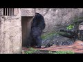 ツキノワグマさん