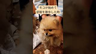 ちょっとタヌキっぽいです😂#ポメラニアン#犬#かわいい#ショート#pomeranian#dog#shorts#タヌキ#狸#オレンジセーブ#もこ#モコ