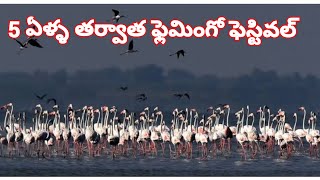 5 ఏళ్ళ తర్వాత ఫ్లెమింగో ఫెస్టివల్ ప్రారంభం