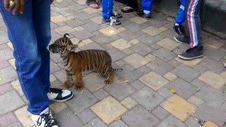 Anak harimau keluar kandang