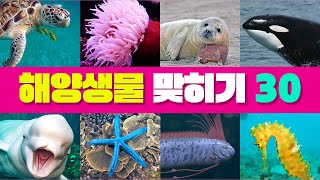 [아무퀴즈] 해양생물 이름 30문제 | 해양동물 이름 맞히기 | SEA ANIMALS QUIZ