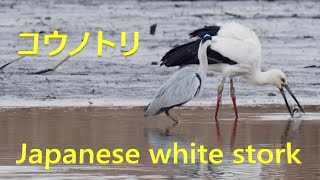 コウノトリ 魚を食べるのに苦労 2020年1月中旬 美しい日本の野鳥