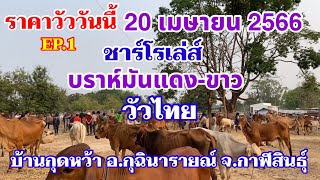 EP.1 #ราคาวัววันนี้ 20 เม.ย. 2566 #ตลาดวัวบ้านกุดหว้า อ.กุฉินารายณ์ จ.กาฬสินธุ์ ชาร์โรเล่ส์แม่ลูก