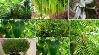 Benefits of Worshiping Magical \u0026 Auspicious trees as per Astrology \u0026 Scriptures|Astro-SpiritualWorld