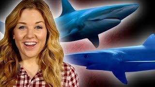 10 Reasons Why Sharks Are Awesome! | Shark Week Special | BBC Earth Explore