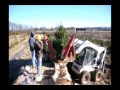 pine tree digging in central bucks county at highland hill farm