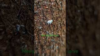 Mealybug destroyer larve ( மாவு பூச்சி மற்றும் பிற செதில் பூச்சிகளை அழிப்பதற்கு சிறந்த உயிரினமாகும்)