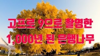 4K 고프로9으로 촬영한 1,000년된 은행나무(1,000-year-old ginkgo tree photographed with GoPro 9)