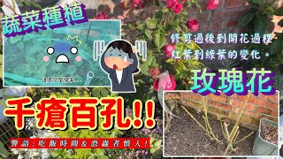 【Mei花園日常頻道】菜被🐛啃成這樣還有救嗎!?/玫瑰花修剪後到開花的過程。