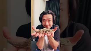 【ガチャガチャ】【超リアル】トカゲをゲット🦎