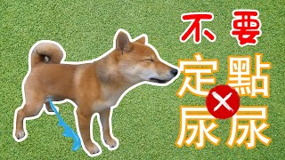 柴犬 训练 | 训练狗狗定点大小便前请先了解一下