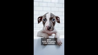 Best Dog Shampoo for Puppies