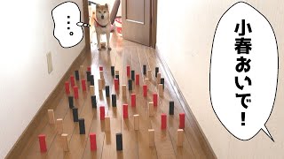 柴犬小春　【どうなる？】廊下にジェンガがぎっしり