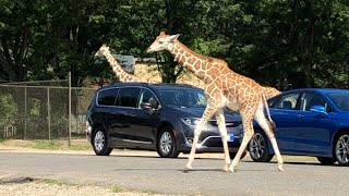 Get a COVID shot, get Wild Safari tickets at Six Flags Great Adventure
