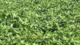 Next Generation farmers Blackgram variety GBG45 myself using pesticides more details dial 7893243298