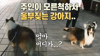 길에서 주인이 모른척하자 울부짖는 강아지 ㅠㅠ... / 셔틀랜드쉽독(셀티)