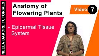 Anatomy of Flowering Plants | NEET | Epidermal Tissue System | Neela Bakore Tutorials