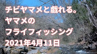 チビヤマメと戯れる。ヤマメのフライフィッシング（2021年4月11日）