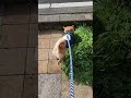 少し晴れたから散歩！💫　 豆柴　 柴犬　 豆柴のいる暮らし 　 家族　