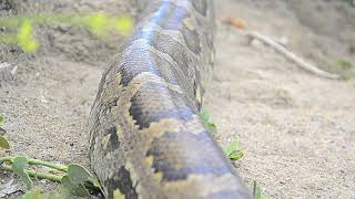 Rock Python In Bundala national park | Sri Lanka | Reptile | Worlds biggest snakes