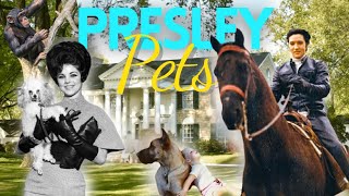 Presley Pets!