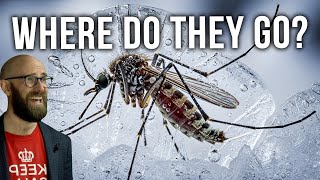 Where Do Insects Go in Winter?