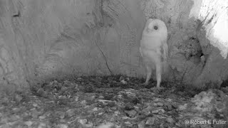 Barn Owl Baby Just Heard Thunder for the First Time | Discover Wildlife | Robert E Fuller