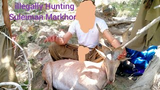 Rare Suleiman Markhor Hunted.