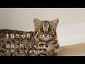 ツシマヤマネコ　赤ちゃん成長記 on the video vol.2【ズーラシア公式】