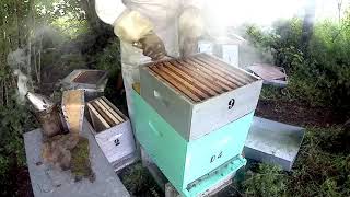 Apiculture en ruchettes: 2 essaims artificiels de \