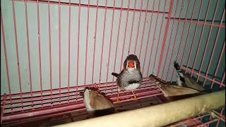 புதிதாய் வாங்கிய finches எப்பொழுது முட்டை இடும்...