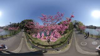 横浜・三ツ池公園【360度】