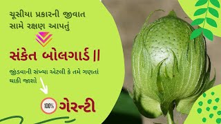 બીટી કપાસ નું સારું બિયારણ / kapas nu saru biyaran / kapas nu utpadan / kapas biyaran price gujarati