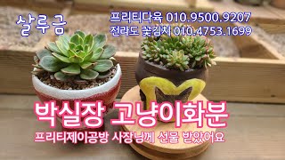 23.10.14.살루금~인기쟁이 란다자리분에 분갈이해요.~