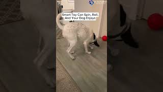 wicked bone for dog
