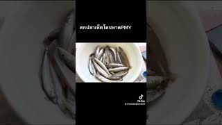 ตกปลาเห็ดโคนหาดPMYระยอง