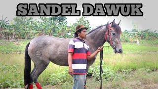 KUDA SANDEL DAWUK || KANDANG MAS TONGKI