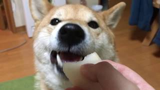 【柴犬どんぐり】 梨にかじりつく