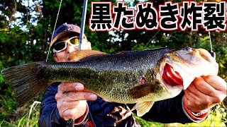 【バス釣り】ゲーリーヤマモト「ヤマタヌキ」岸釣りでこの飛距離は凶器… #ゲーリーつり部