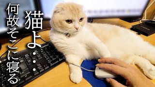 仕事が遅くて待ちくたびれた猫がこうなっちゃいました...