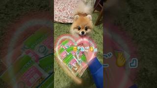 いつも食べてるおやつでハート作ってみた💕　　#pomeranian #ポメラニアン #小型犬 #癒し #きなこ #あごのせ #कुत्ता #पोमेरेनियन