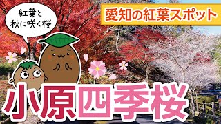 【愛知｜小原の四季桜】秋にも満開の花が咲く四季桜と、紅葉を見てきました！【ひろガリ工房】