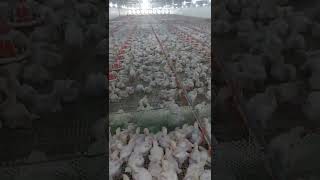 Tunnel Ventilated poultry farm