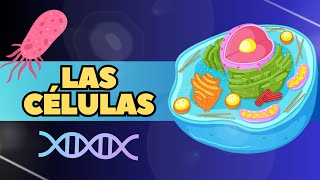 ¿Qué son las células? [Estructura y función]  Video educativo para niños.