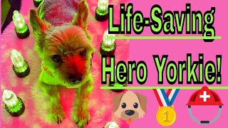 See How This Mutt Went From Being Unloved To Saving A Brain-tumor Survivor's Life! #yorkie #seizures