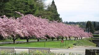 Pope Park Tree Walk - Kwanzan Cherry